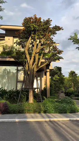 Hoàng Hôn Tại Eco Retreat #ecoretreat  #ecopark  #retreatforest 