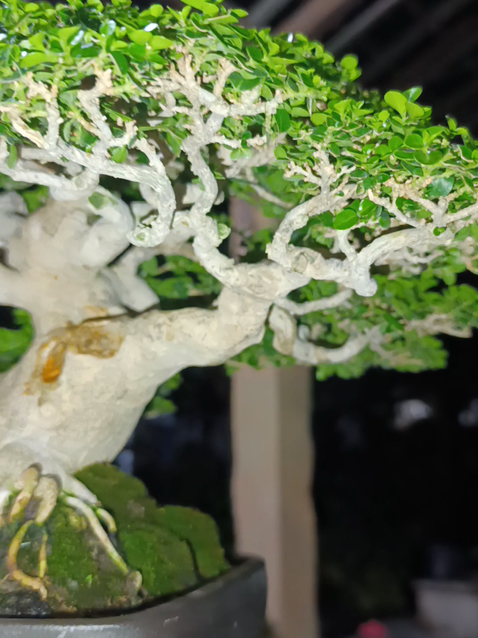 hujan2 enaknya memandangi pohon kesayangan 😊😍 #bonsaiinspiration #bonsaijuara #bonsaiprospek #bonsaikontes #bonsaisancangthemax 