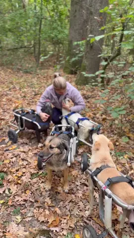 Acest video vă este dedicat, vouă celor care ne sunteți alături necondiționat. ❤️ Voi sunteți motivul pentru care putem merge mai departe, zi de zi, și putem transforma suferința acestor suflete în viață, speranță și bucurie. Prin astfel de imagini, prin faptele și rezultatele muncii noastre, vrem să vă mulțumim. Pentru fiecare donație, pentru fiecare gest, pentru fiecare sprijin oferit. Fără voi, nimic din toate acestea nu ar fi fost posibil. ❤️ #dog #doglovers 