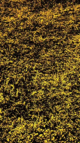 tak menyapa bukan berati hilang rasa 😌#creatorsearchinsights #quotesarabic #sholawat 