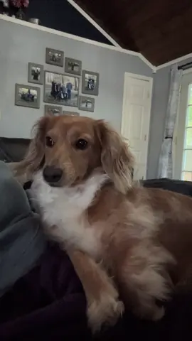 She will forever think she can catch a squirrel! #dachshundpuppy #weeniedog #livingmybestlife #dachshundsoftiktok #dachshundaddict 