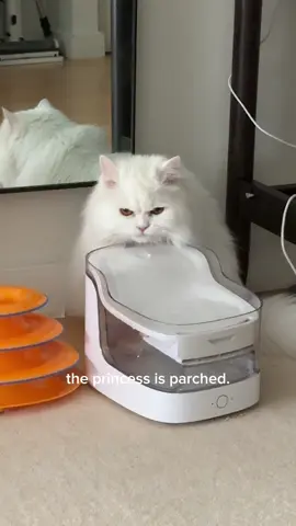 a hydrated princess 😡💅 #catsoftiktok #angrycat #fyp #persiancat 