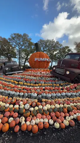 Pumpkin dreams come true 🎃 @Strawberryfieldsfarmshop Pumpkin Fest is the perfect day out this Halloween, just on the Devon & Cornwall border 🧡 Hot chocolate, hay bales and hundreds of pumpkins to pick 🍂 #halloween #autumn #cornwall #devon #lifton 