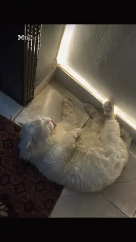 Cute bache 🎀😽 @Tinku’s pawfect life #fyp #foryoupage #tinkukidewani 