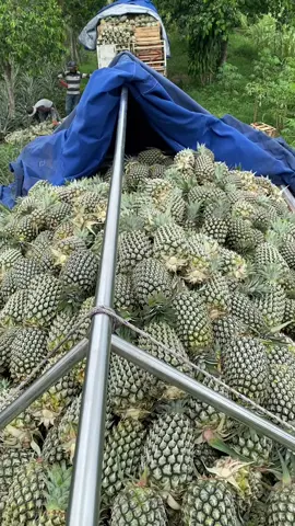 Yang sudah boleh pulang #nanasbalap🍍 #jepara24jam 