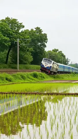 Train Track Collapses in Rice Field Area