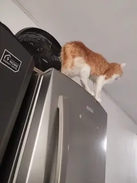 #mandarino #mandarinovibra #mandarinismo #legionmandarino 