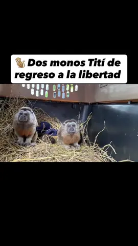 🐒🌿 Una pareja de tití gris vuelve a casa 🌳💚 Después de más de dos años de rehabilitación, una pareja de tití gris, especie endémica y en peligro de extinción 🐾, fue liberada en la Reserva Ecológica Popales, en Segovia (Antioquia). Su regreso a la libertad fue posible gracias al trabajo conjunto entre @areametropol, @corantioquiaoficial, @corpocaldasoficialy la @universidadces, quienes unieron esfuerzos para cuidar, rehabilitar y reintroducir a estos primates en su hábitat natural. Cada liberación es una historia de esperanza y un paso más hacia la conservación de nuestra fauna silvestre. 🌎💚 #FaunaSilvestre #TitiGris #Conservación #ÁreaMetropolitana #Corantioquia       