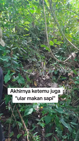 Ketangkap juga jadinya. #tiktokfyp #ularmakansapi #ularpiton 