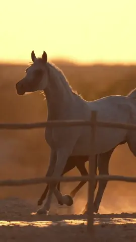 #اذكروا_الله #ماشاءاللّٰه_سبحان_اللّٰه_💖 #خيول_عربية #شعر #horselovers 