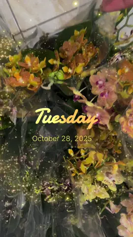 #сімяорхоманів #забава #укоаїнапонадусе🇺🇦💙💛 #розпаковкачек #продажа 