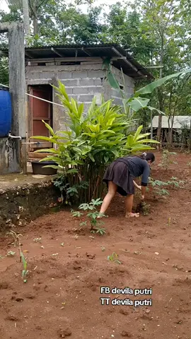 musim hujan tlah tiba#musimhujan #tanamsayur #wongtani #suasanapedesaan #lewatberandafyp 