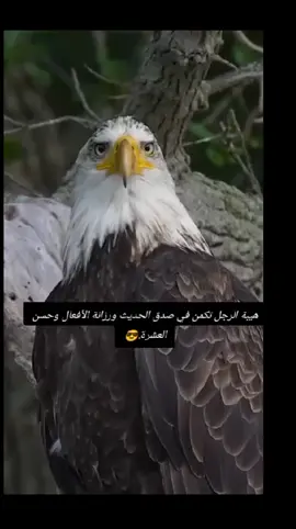 #المهيب العاتب