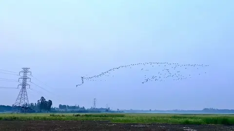 পাখির ঝাক🥰 #পকৃতি💝💝💝 #foryou #tiktok #tiktok #Rifat 