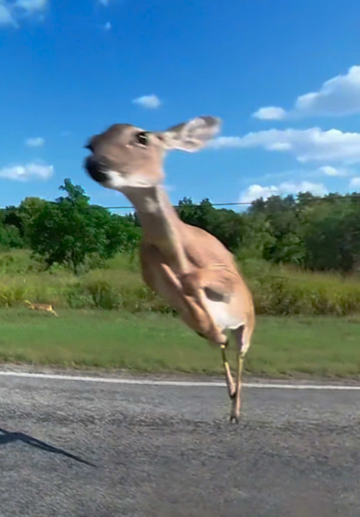 Me when the deer 👀 #ohdeer #motorcycle #heya #bikelife #OhNo 