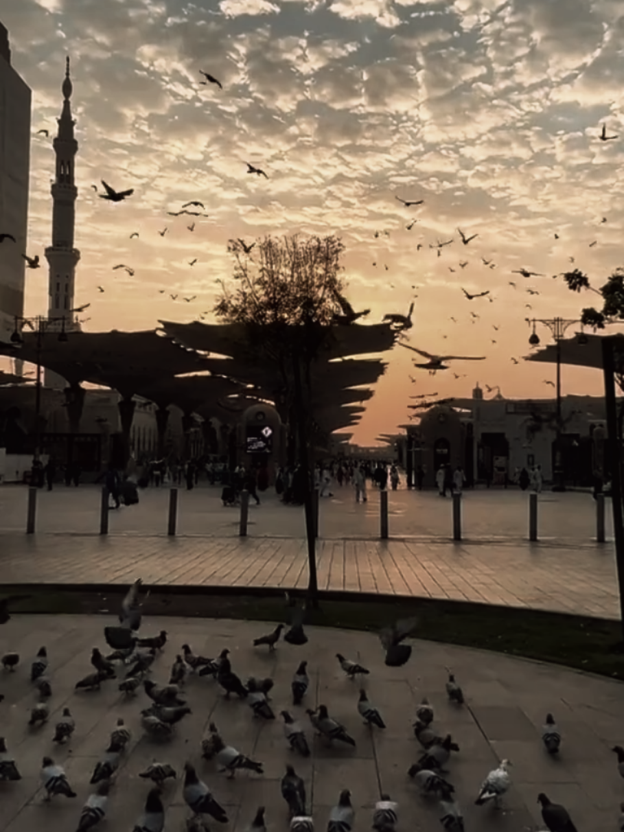 دیدارِ نبیﷺ حاصل ۔۔۔۔ #foryoupage #naatsharif #naatstatus #viral #trending 