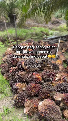 Aihh #fypppppppp #sawitbalap #sawitontiktok #foryou #fyp @𝕯   𝖎   𝖒   𝖆   𝖘  🏴‍☠️⚡ @parel parel parel 