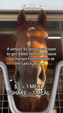 A simple $5 brings us closer to get $860 needed to save our horses from hunger at the sanctuary 🥹🥲 #savehorses #sanctuarylife #horserescue #vetbills #horsesoftiktok 