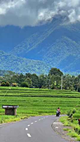 Yang bilang Bali cuma pantai, belum pernah motoran lewat sawah 😍. Sewa Motor Bali di Sparta akan menemani di setiap petualanganmu 🚀. 👉 Untuk booking, silahkan klin link yang ada di Bio profil kami. #sewamotorbali #rentalmotorbali #spartarentalmotor #sewamotorbandarabali #fypbali 