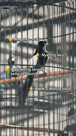 my name is Garage 🔥 #muraibatuindonesia #kicaumaniaindonesia #murailomba #kicaumanianusantara #muraibatumania 