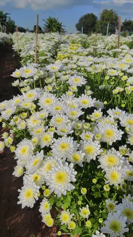 စူပါကျောက်စိမ်း💚💐#goldenrose🌹 #ပန်းကလေးတွေကိုချစ်တယ်❤️ #ပန်းမြိုင်လည်ကဥယာဥ်မှူး #ဉယျာဉ်မှူးတယောက်ရဲ့ပီတိဖြစ်ရဆုံးအချိန် 