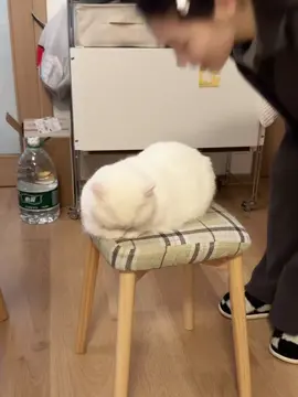 My little brother got so angry that he was about to run away, but he came back to scare me... #cat #whitecat #catlover #catlovers #cutepet 