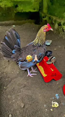 Jangan lupa saling memaafkan🙏🏻🤣 #ayamphilipin🇵🇭 #ayamimport #fyppppppppppppppppppppppp 