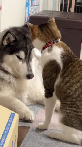 会話？喧嘩？#犬のいる生活 #siberianhusky #cat #猫のいる暮らし #犬と猫 