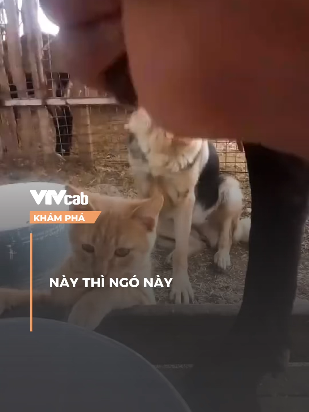 này thì ngó này  #khampha #vtvcabkhampha #vtvcab #online #nvh #SportsOnTikTok #SEAGAmes2025