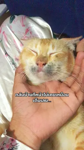 ติ้กตอกก็ชั่งเลือกเสียงจริงๆ #ทาสเเมว #แมวส้ม 