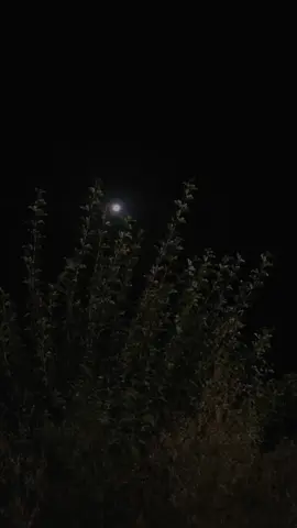 ماں کامیابی کا انتظار کرتی رہی _______ اور بیٹا روتا رہا ساری رات ایک لڑکی کی خاطر🙂 #reposting #goviraltiktok #following #vrial_video #plzsupport #fffffffffffyyyyyyyyyyypppppppppppp #dontunderreviewmyvideo #plzdontunderviewsmyvedios #everyone #poetrystatus #trendingsound  #fyyyyyyyyyyyyyyyy #