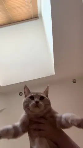 enjoy them while you can 🫚🌰 #gingercat #coconuts #lovelybunchofcoconuts 