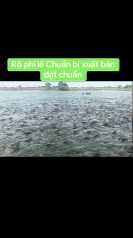 Rô phi lê đạt chuẩn đến ngày xuất bán#XuấtKhẩuChuẩnMỹ #TilapiaToUSA #CaRoPhiXuatKhau #cámthuysanAPEXfish #NuoiCaXuatKhau 