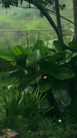 tempat melepas penat 1,5 jam dari Semarang. as like ngopi di rumah eyang, udaranya dingin tapi 