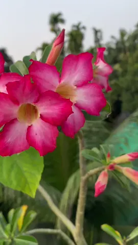 কম যত্নে হওয়া ফুল☺️ . #foryou #gardening #growagarden #flowers #fyppppppppppppppppppppppp 