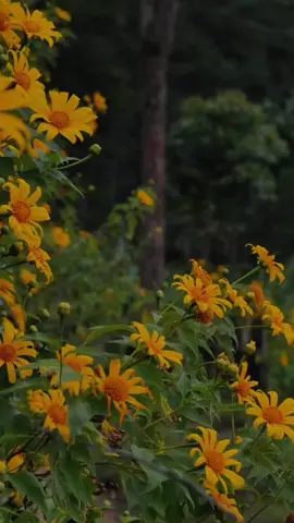 Mùa hoa dã quỳ ở Đà Lạt đã bắt đầu rồi nhé mn. Ghé Đà Lạt liền ạ!😍#Dalat #hoadaquy #xuhuong #fyp  @Lyn_379 