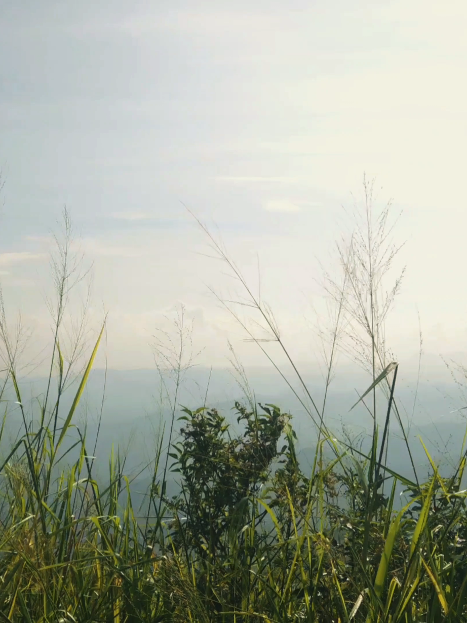 Haputale #fyp  #tea #greentea  #mountains  #sunset 