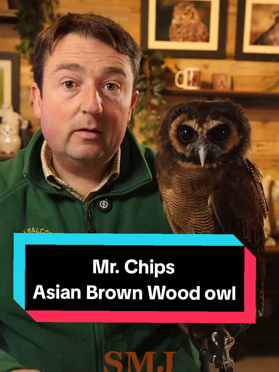 Mr. Chips was very popular a few weeks ago! so here is his meet the birds video! say hi to this lovely Owl!  #meetthebirds #woodowl #owls #birdsofprey #smjfalconry 