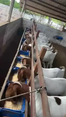 #dairygoats #goatfarming #boergoats #gichehafarm #dairyfarming 
