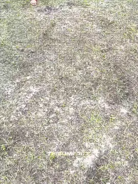 @IShowSpeed love from sri lanka 🇱🇰💗#ishowspeed #edits #srilankaneditor #thisum#creatorsearchinsights 