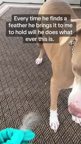 He has a thing for feathers #pitbullsoftiktok #feathers #playtime #fypシ゚viral #dogsoftiktok 
