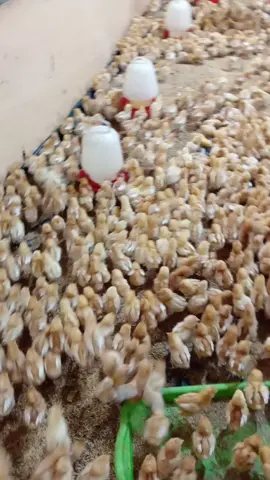 Gratia poultry presents commercial layers fully vaccinated and debeaked 𝐓𝐎𝐏 𝐁𝐑𝐄𝐄𝐃𝐒!!! Available Now!!! ✅ Hyline brown ✅ Issa brown Commercial layers ✅ Day old at  145 ✅ 1 month at. 320 ✅ 3 months at 600 ✅ point of lay at  750 🚘 Deliveries country wide 📍mwihoko kiambu county 📞0759818181/0724575614/0721448218 Visit: www.gratiafarms.co.ke