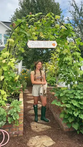 This is what happens when you put an organic sweet potato in the soil for 4 months 🍠🪏