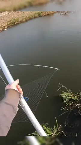 We caught a lot of crucian carp #fishing #net #bite #bridge 