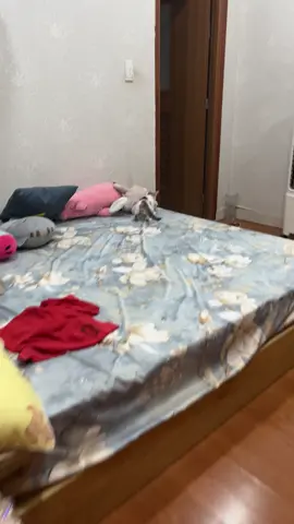 Ai giải thích lý do nó suốt ngày thế này hộ tôi với... tôi không hiểu #mèo #cat 