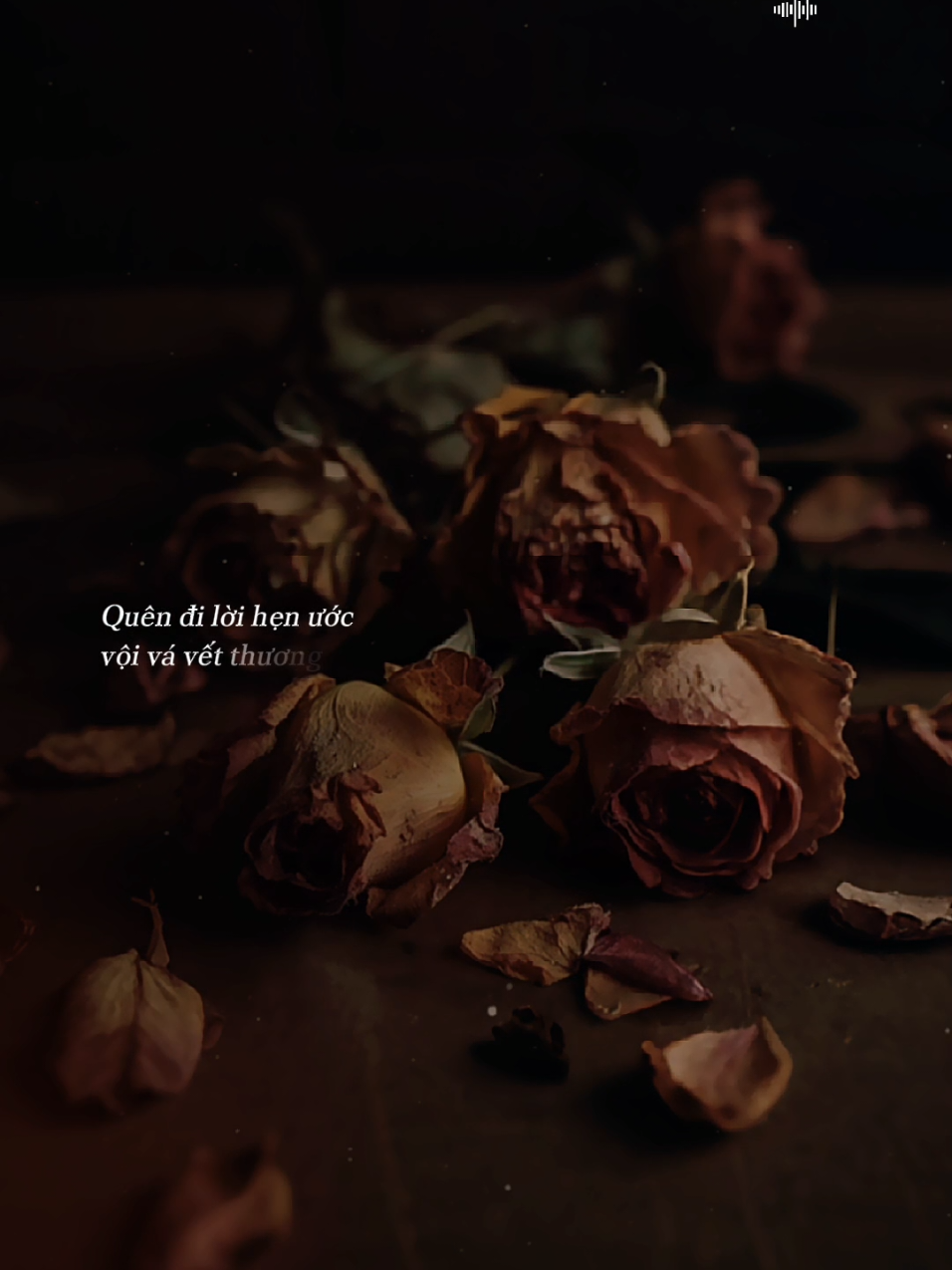 Cành hồng đã úa giấc mơ cũng dần tan.... [ Mộng Hoa Tàn _ Thiên Tú ] #nhachoaloiviet  #nhactamtrang  #nhachaymoingay  #amnhacvacamxuc  #nhacnaychillphet 