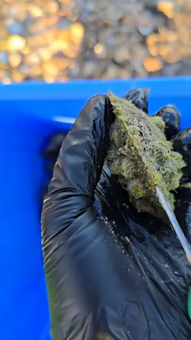 #اللؤلؤ الطبيعي #بحر #ما شاء الله 