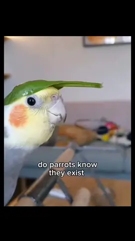 im not sure . . . . . #birds #birb #entertainment #birds #viral #hilarious #funny #sillybird #talkingparrot #cute #lovebirds