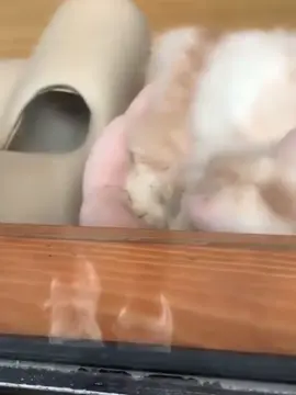 không thấy cái bảng là chắc định gõ nữa 🧘🏼 #hansara #한사라 #fyt #xhhhhhhhhhhhhhhhhhhhhhhh 