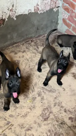 #كلاب_شرسة #كلمه_السر_بنوه_مصر🇪🇬🔥🧿 #المغرب🇲🇦تونس🇹🇳الجزائر🇩🇿ليبيا🇱🇾 #مالينوا_شاربوني_ماسك_نوار 